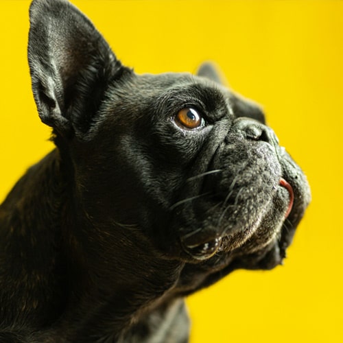 Black-boston-terrier Black-boston-terrier