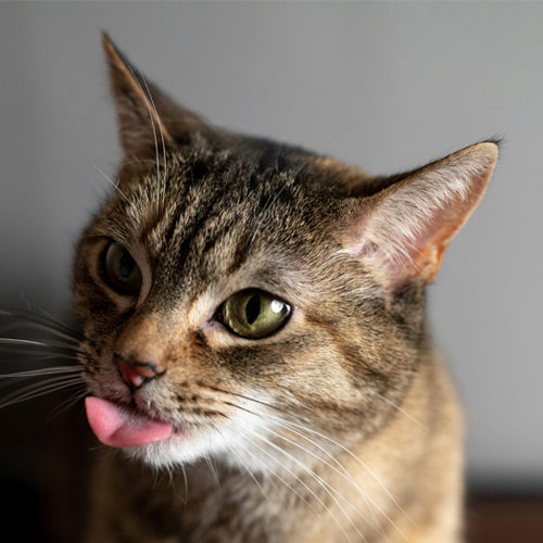 Brown-cat Brown-cat