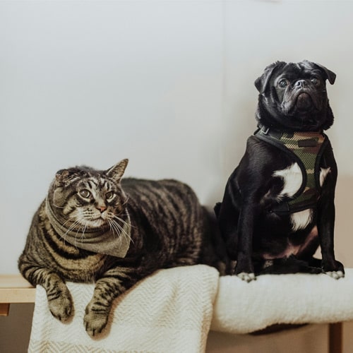 Cat-and-dog-together Cat-and-dog-together