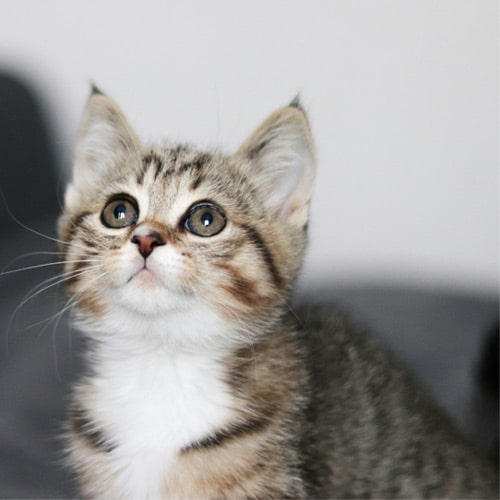 Cute-cat-looking-up Cute-cat-looking-up