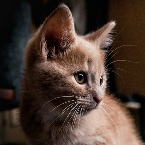 Cute-cat Cute-cat