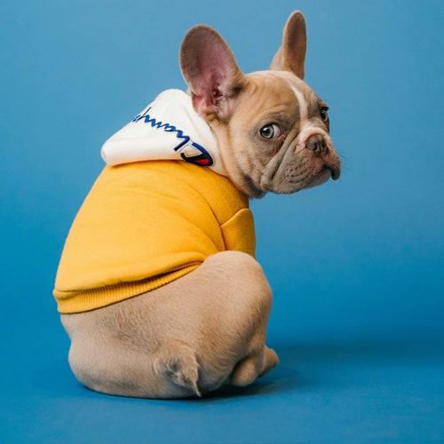 Cute-dog Cute-dog