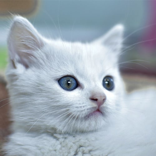 Cute-white-cat Cute-white-cat