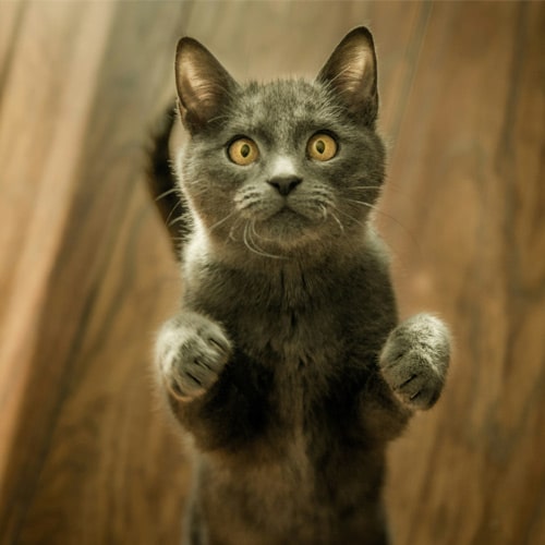 Dark-brown-cat-looking-forward Dark-brown-cat-looking-forward