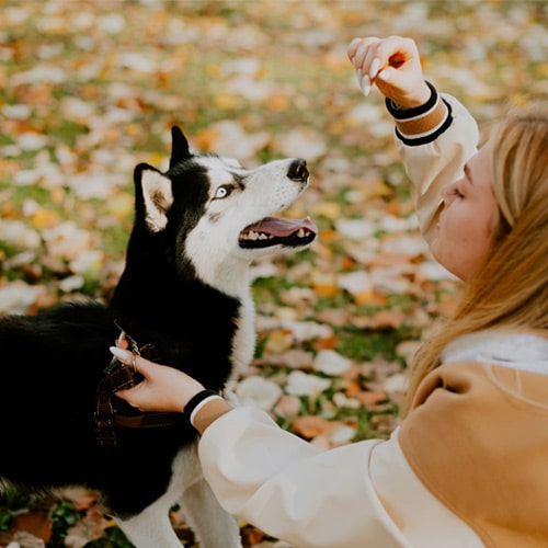 Dog-feeding Dog-feeding