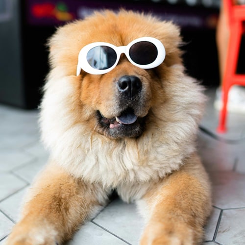 Dog-in-style Dog-in-style