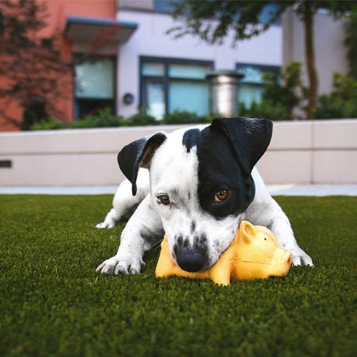 Dog-playing-in-garden Dog-playing-in-garden