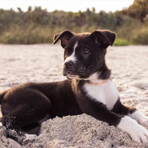 Dog-relaxing-in-beach Dog-relaxing-in-beach