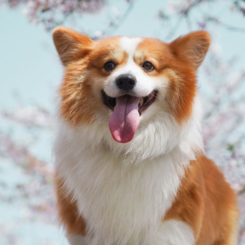 Happy-puppy Happy-puppy