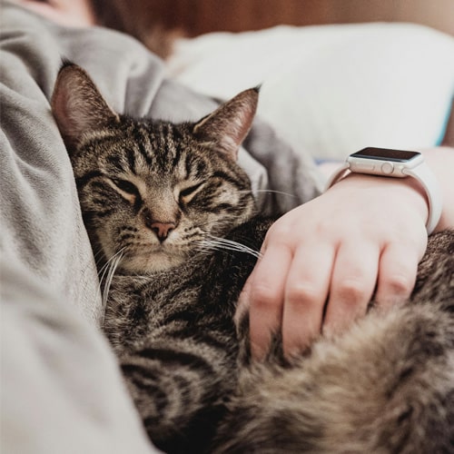 Sleeping-cat Sleeping-cat
