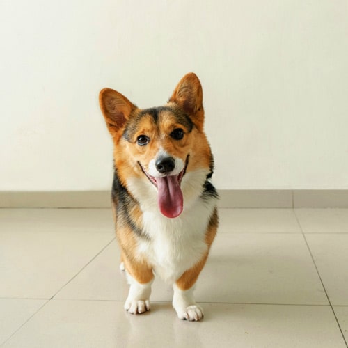 Small-cute-puppy Small-cute-puppy