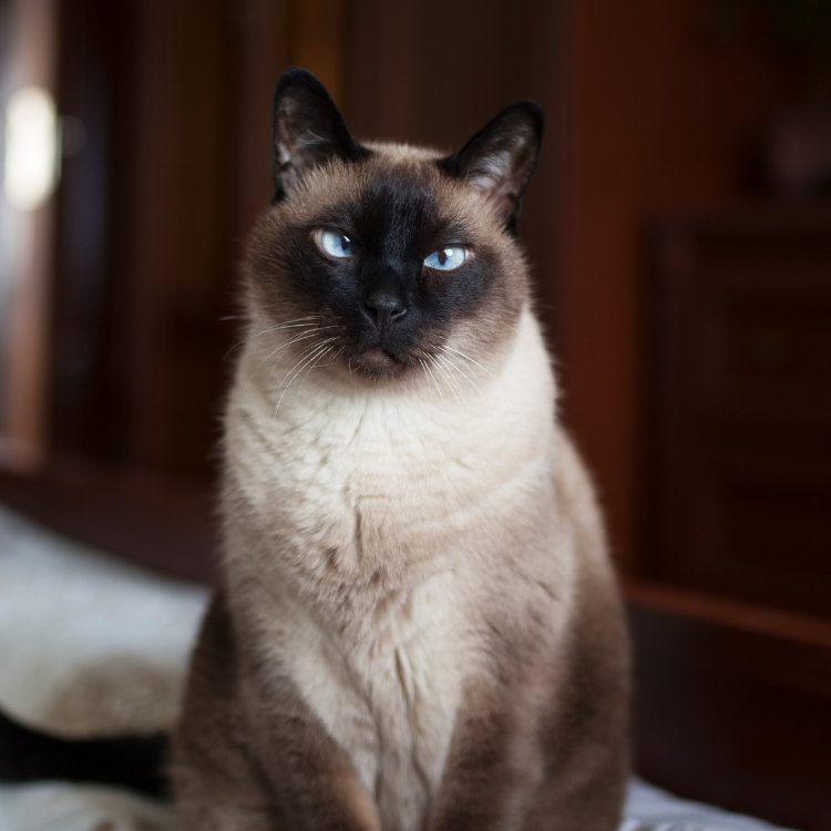 diagnostic testing (1) cat sitting on a bed
