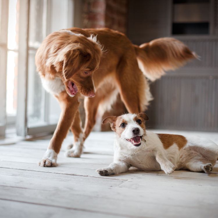 diagnostic testing (2) two dogs playing