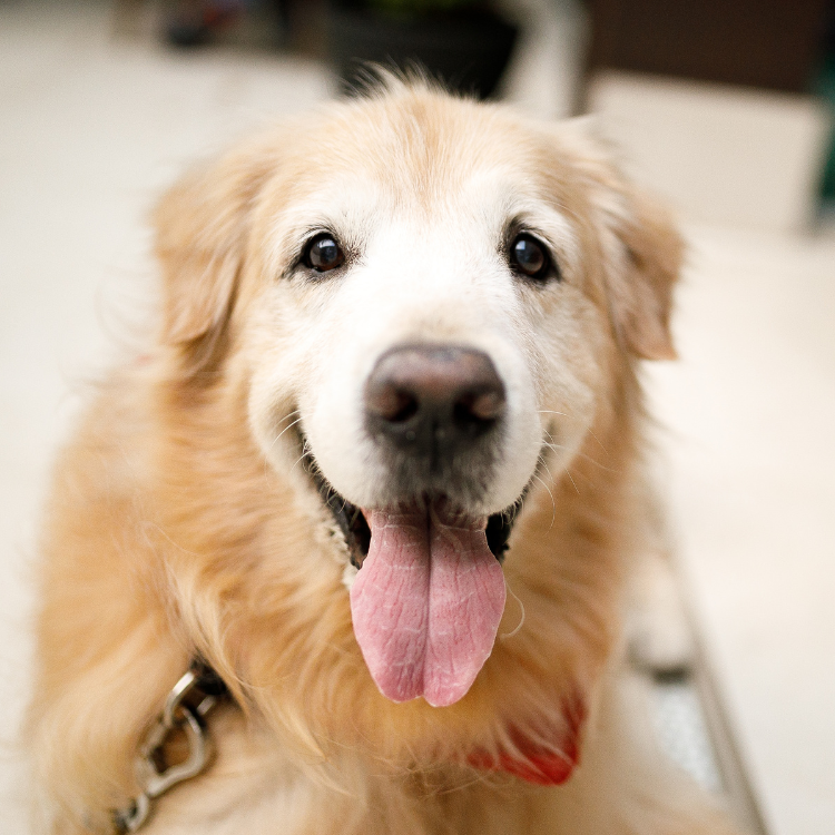 euthanasia (7) senior dog